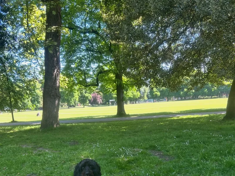 About Hip ‘n’ Happy Dog walking service in South Manchester