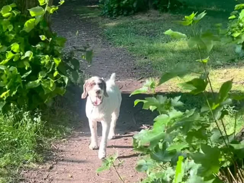 Hip ‘n’ Happy Dog walking service in South Manchester project 1