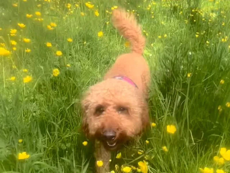 Hip ‘n’ Happy Dog walking service in South Manchester at work