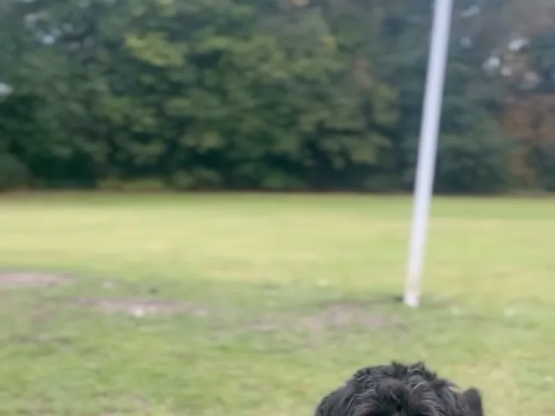 Hip ‘n’ Happy Dog walking service in South Manchester at work